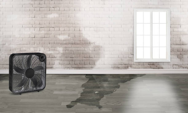Best Water damage cleanup near me  in Pine Level, NC